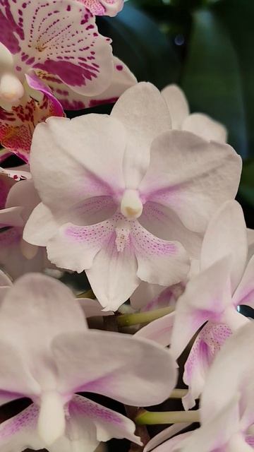 Орхидея без имени