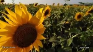 ЧТО ПРОИСХОДИТ НА ЧТО СМОТРИТ ПОДСОЛНУХ .
