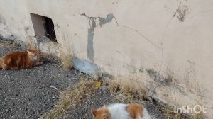 Прогулка возле дома. Котики.