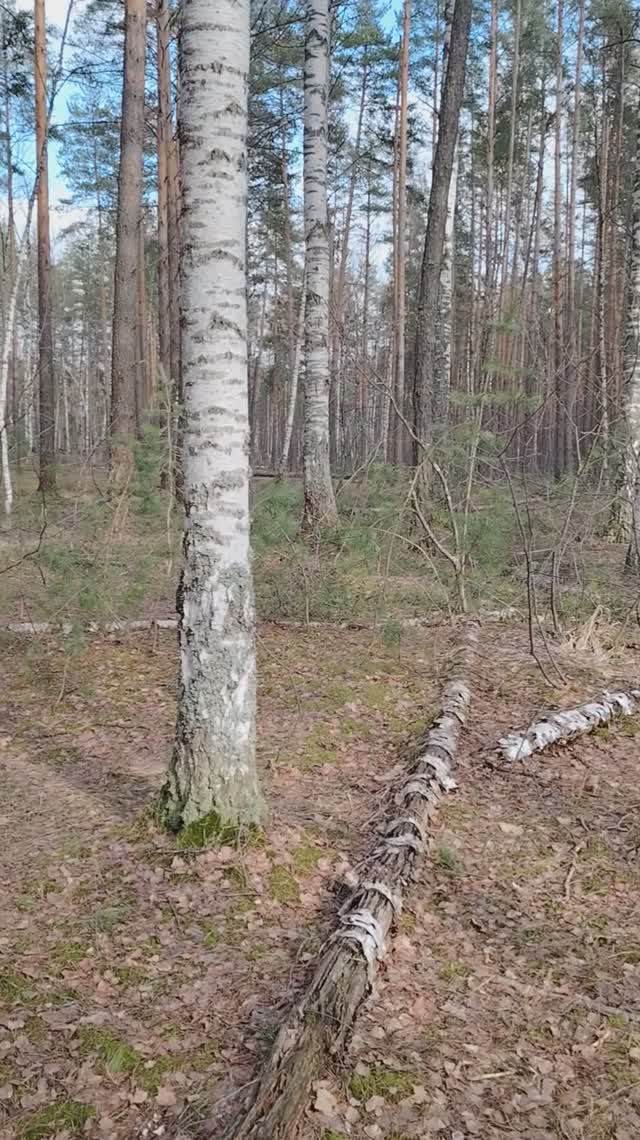 Прогулка по весеннему лесу. #лайфкоуч #красотадуши #природа