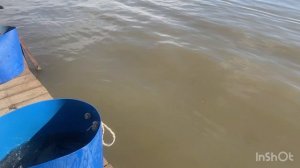 Субботний запуск форели !