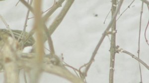 (7)Чечетки-знакомство