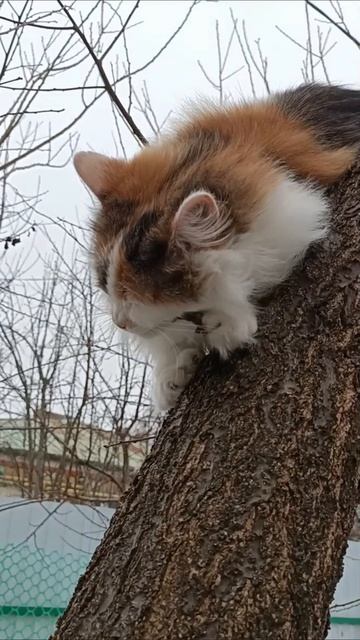 Лучшая расческа🤣