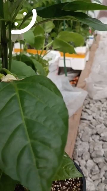 Рассада будет ночевать в теплице!