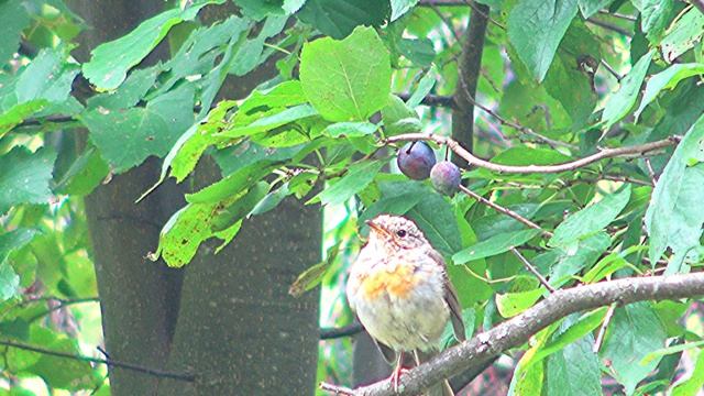 (11)Загадочная птичка-1