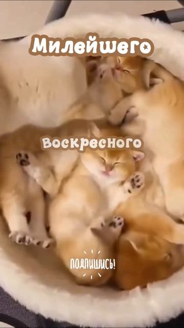 Котяток вам в ленту!