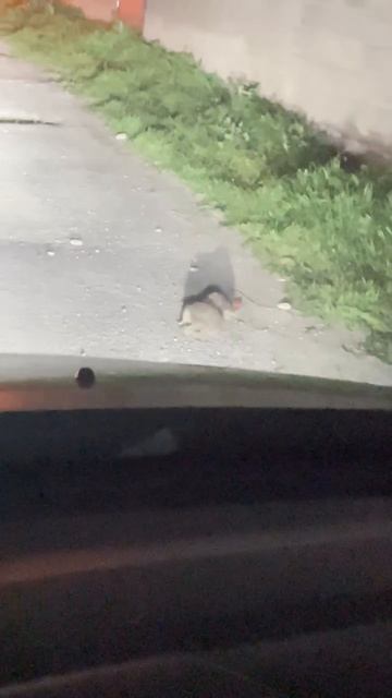 Эпичная драка ежиков в Дагестане