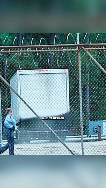 🍿 Он сбежал из тюрьмы, но всё оказалось не так прост