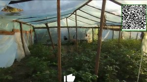 Картошка в теплице