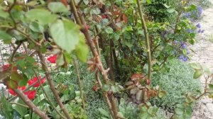 Обзор большой опоры. Плетистые розы, клематисы. Цветут тюльпаны!