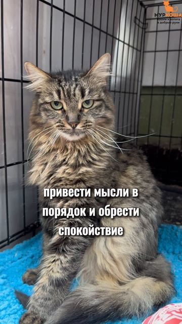 Эйва ждёт вас в приюте #Муркоша