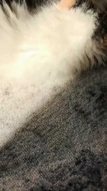 Котёнок играет на ковре.