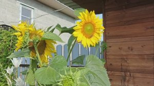 Подсолнушки