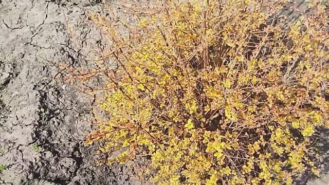 Смастерила парник. Посеяла горох.