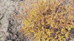 Смастерила парник по старинке. Посеяла горох.