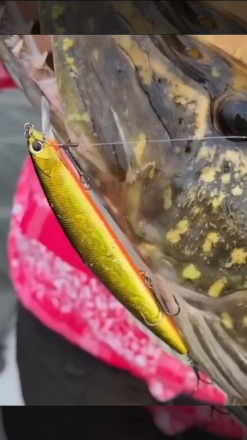 Сколько? Девчонки ловят огромных щук! Главное не унывать!