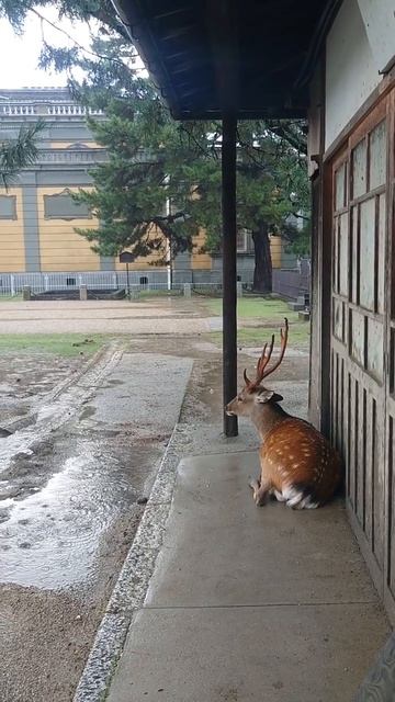 VID_20260417_131546_463.mp4