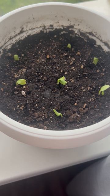 Быть на моем столе урожаю !