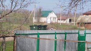 Убрали первую свинью в этом сезоне 15.04.26г.