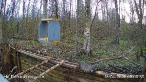 LIVE: На лесной опушке. Природа онлайн