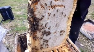 на Лесном облётнике