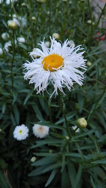 Нивяник ОЛД КОЛД ВАРИЕТТЕ