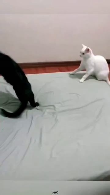 Кошачий рестлинг.