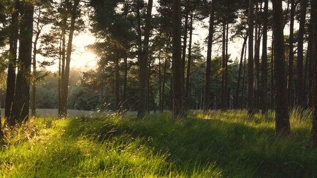 Вечер над тихой рекой