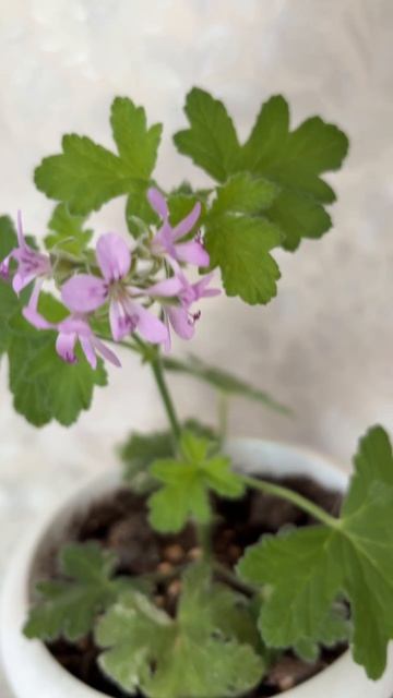 ДНР. Харцызск. 17.04.2026. Цветы у дома. Черенка душистой пеларгонии Both’s Snowflake