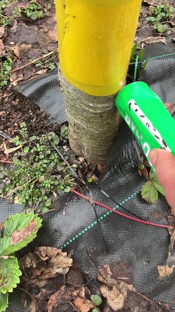 Механические способы борьбы с насекомыми вредителями весной