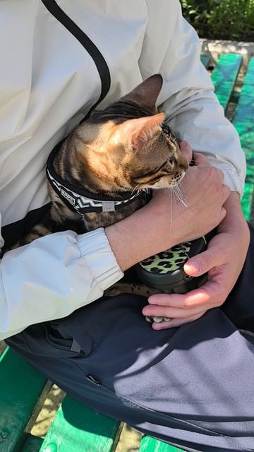 Маленький бенгальский кот