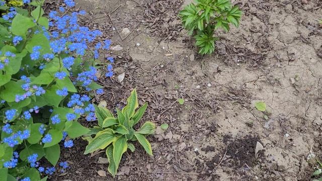 🌿Новенькая в семье Бруннер🌱.