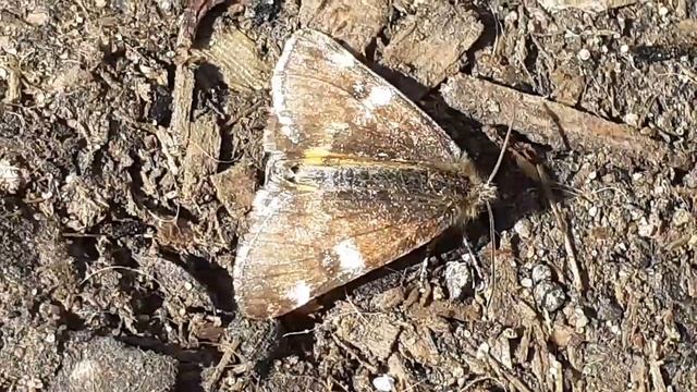 Весенница берёзовая (Archiearis parthenias) — бабочка из семейства Пяденицы.