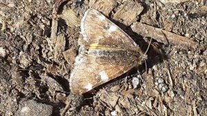 Весенница берёзовая (Archiearis parthenias) — бабочка из семейства Пяденицы.