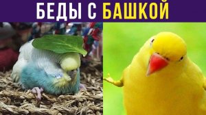 БЕДЫ С БАШКОЙ) Приколы