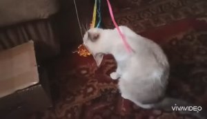 УТРЕННИЕ ИГРЫ МОИХ КОШЕЧЕК