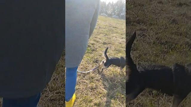 Утренняя прогулка 