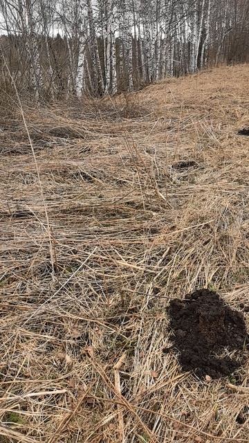 Гумусный слой выдавливает на поверхность - апрель на Урале