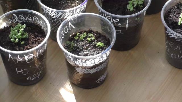 Рассаживаю рассаду цветов