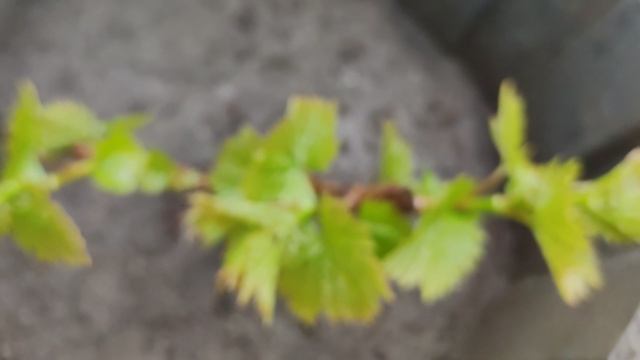 МОЙ НОВЫЙ ВИНОГРАДНИК НА 18 АПРЕЛЯ!!!🍇🍇🍇 Telegram, WhatsApp, Vlber и MAX +79528400417.