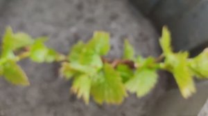 МОЙ НОВЫЙ ВИНОГРАДНИК НА 18 АПРЕЛЯ!!!🍇🍇🍇 Telegram, WhatsApp, Vlber и MAX +79528400417.