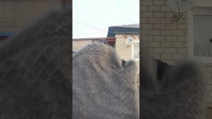 1000252553.mp4 плед пуховый для заказа т.89020931602