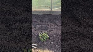 18 апреля #теплица #дача #садоводничество #огород #уходзатеплицей