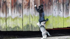 Есть ли воображение у животных? И о другом интересном.