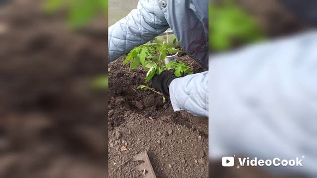 Дача, апрель. Уборка, посадки в теплице