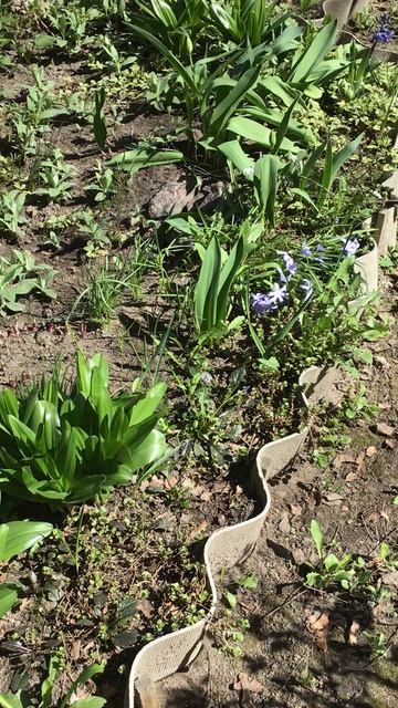 Санкт-Петербург. Проспект Энгелса. 17.04.2026. Цветы у дома. Эпизод 1