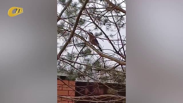 ЖИТЕЛЬ ЖЕЛЕЗНОГОРСКОГО РАЙОНА ЗАПЕЧАТЛЕЛ В СВОЕМ ВИДЕО ИЗ РАЗВЕТЬЯ СОЙКУ