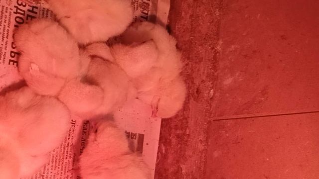 МИЛАШКИИИИИ🐤🐥🐣