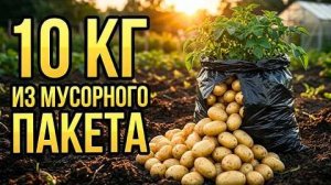 ВЫРАЩИВАНИЕ КАРТОФЕЛЯ В МУСОРНЫХ ПАКЕТАХ 10 кг с одного мешка  за копейки БЕЗ ГРЯДКИ