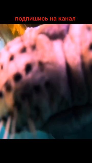 🐬 Морской Котик #Котик